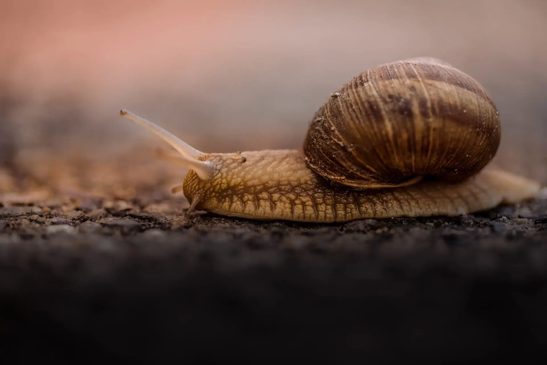 Escargot avançant sur un sol texturé au crépuscule