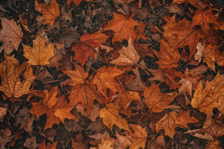 Feuilles d'automne marron et oranges sur sol.