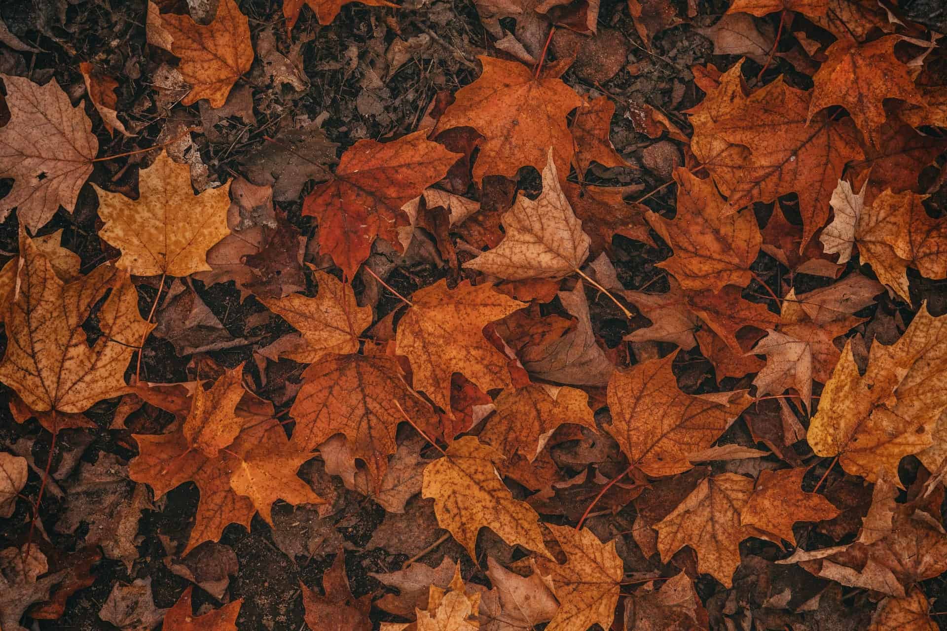 Feuilles d'automne marron et oranges sur sol.
