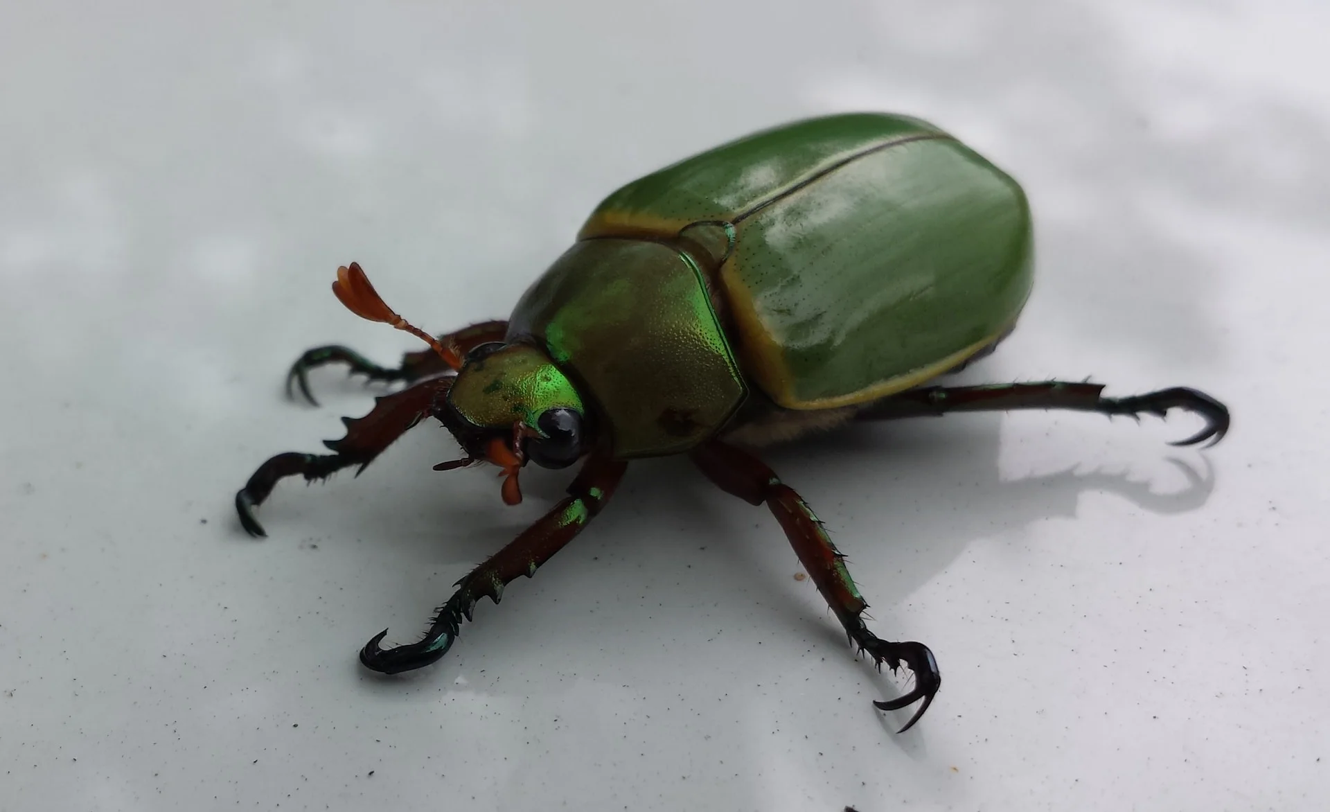 Scarabée vert brillant sur fond blanc avec des petits points noirs