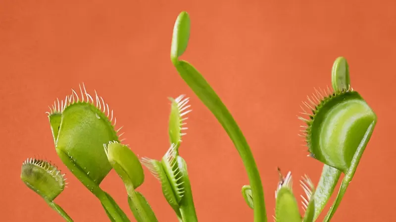 Plantes carnivores vertes sur fond orange